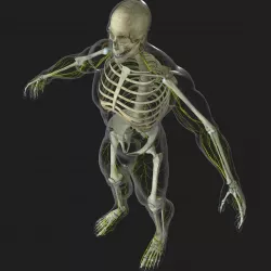 Human Central Nervous System with Skeleton 3D model