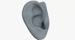 Human Ear 3D model
