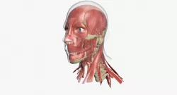 Human Face Muscle Anatomy 3DSmax 3D model