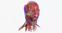 Human Face Muscle Anatomy Medical Edition 3D model