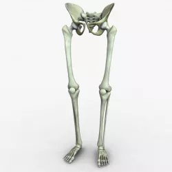 Human Leg and Pelvis Bones 3D model