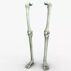 Human Leg Bones 3D model