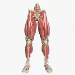 Human Leg Muscle Anatomy 3DSmax 3D model
