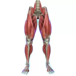 Human Leg Muscle Anatomy Medical Edition 3D model
