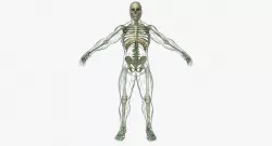 Human Lymphatic System with Full Body Skeleton 3D model