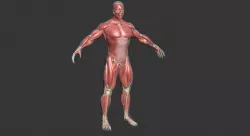Human Male Complete Muscle Anatomy 3D model