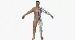 Human Male Full Body Anatomy 3D model
