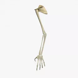 Human Skeleton Arm 3D model