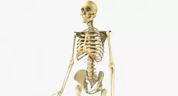 Human Skeleton Full Body 3D model