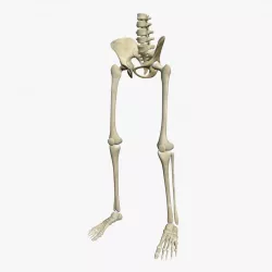 Human Skeleton Legs 3D model