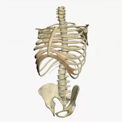 Human Skeleton Torso 3D model
