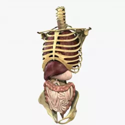 Human Skeleton Torso With Internal Organ Anatomy Rigged 3D model