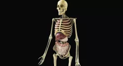 Human Skeleton With Digestive and Respiratory Systems 3D model