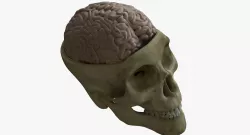 Human Skull with Brain 3D model