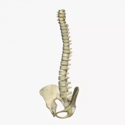 Human Spine 3D model