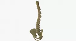 Human Spine Bones 3D model