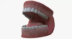 Human Teeth and Mouth Rigged 3D model