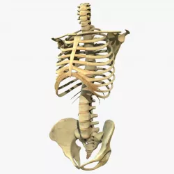 Human Torso Detailed Skeleton 3D model