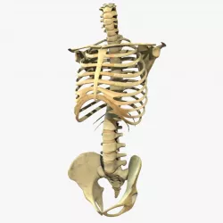 Human Torso Detailed Skeleton Rigged 3D model