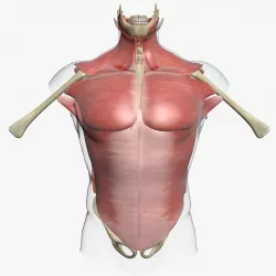 Human Torso Muscle Anatomy 3DSmax 3D model