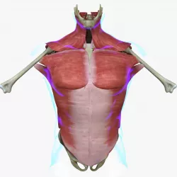 Human Torso Muscle Anatomy Medical Edition 3D model