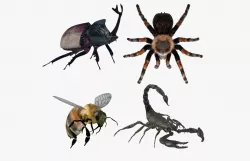 Insects Pack 2 3D model
