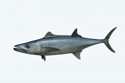 802 Spanish Mackerel Fishing Images, Stock Photos, 3D objects