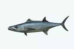 King Mackerel 3D model