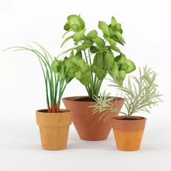 Kitchen plants 3D model