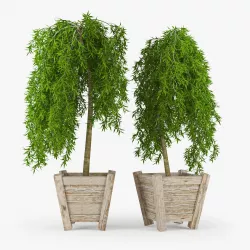 Larix 3D model