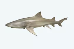 Lemon Shark 3D model