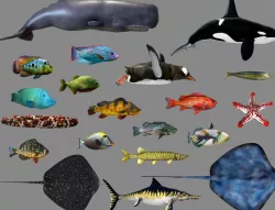 Low poly Fish Collection Animated - Game Ready Pack 3 Low-poly  3D model