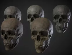 Low poly Human Skull and Jaw Collection 1 - Game Ready Low-poly  3D model