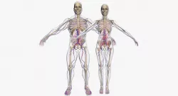 Male And Female Circulatory System 3DSmax 3D model