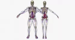 Male And Female Circulatory System Anatomy 3D model