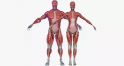 Male and Female Complete Muscle Anatomy 3D model