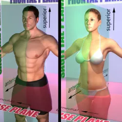 Male and Female Planes of Motion 3D model