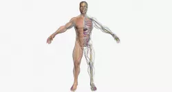 Male Body Full Anatomy 3DSmax 3D model