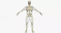  Male Central Nervous System With Skeleton 3DSmax 3D model
