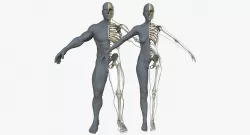 Male Female Skeleton with Skin Texture Collection 3D model