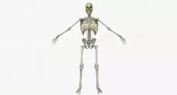 Male Human Skeleton 3D model