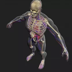 Male Skeleton and Circulatory System 3DSmax 3D model