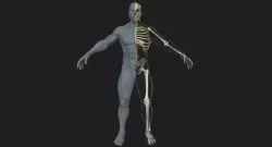 Male Skeleton with Skin 3D model