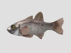 Modal Fish02 Low-poly  3D model