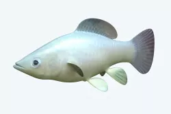 Molly 3D model