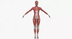 Muscle Anatomy Medical Edition Female 3D model