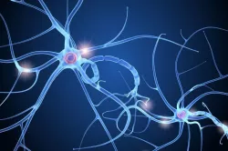 Nerve cell anatomy in details 3D model