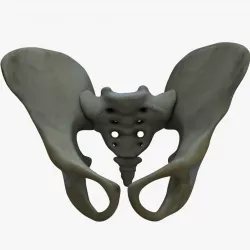 Pelvis Bone Anatomy 3D model