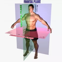Planes of Body Rigged 3D model