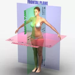 Planes of the Body Female 3D model